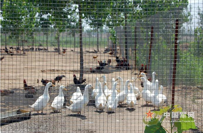 浸塑防護(hù)網(wǎng)