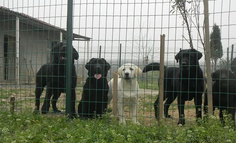 浸塑防護(hù)網(wǎng)