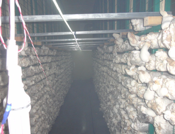 食用菌培養(yǎng)架